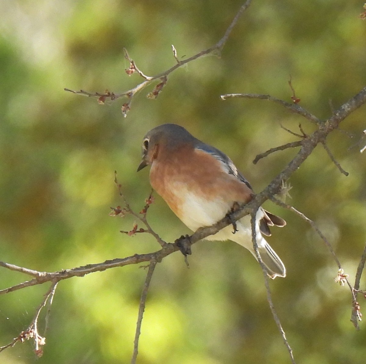 Eastern Bluebird - ML644878378