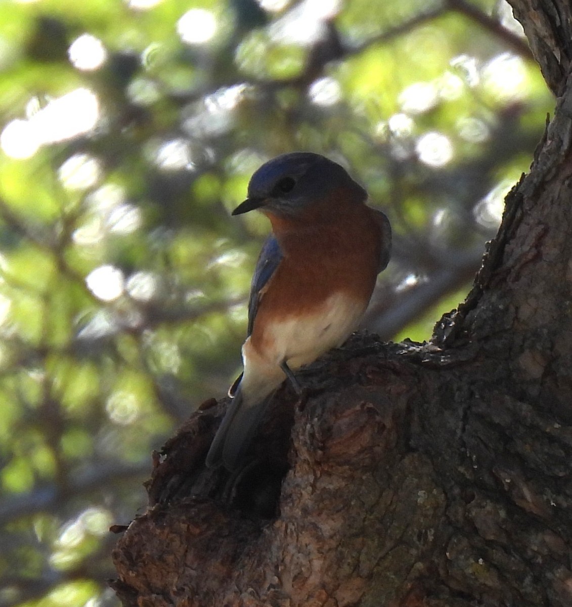 Eastern Bluebird - ML644878380
