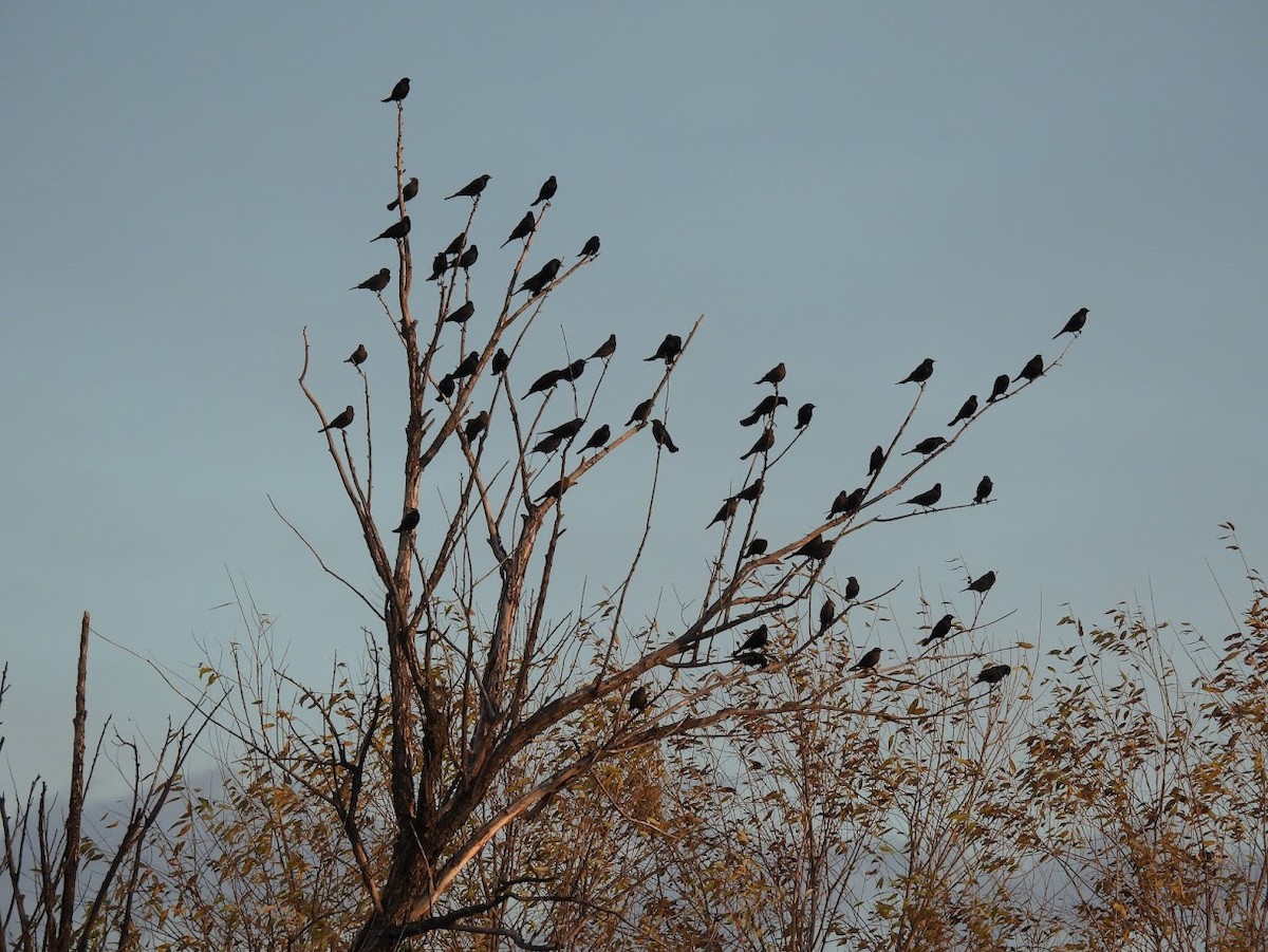 Brewer's Blackbird - ML644878385