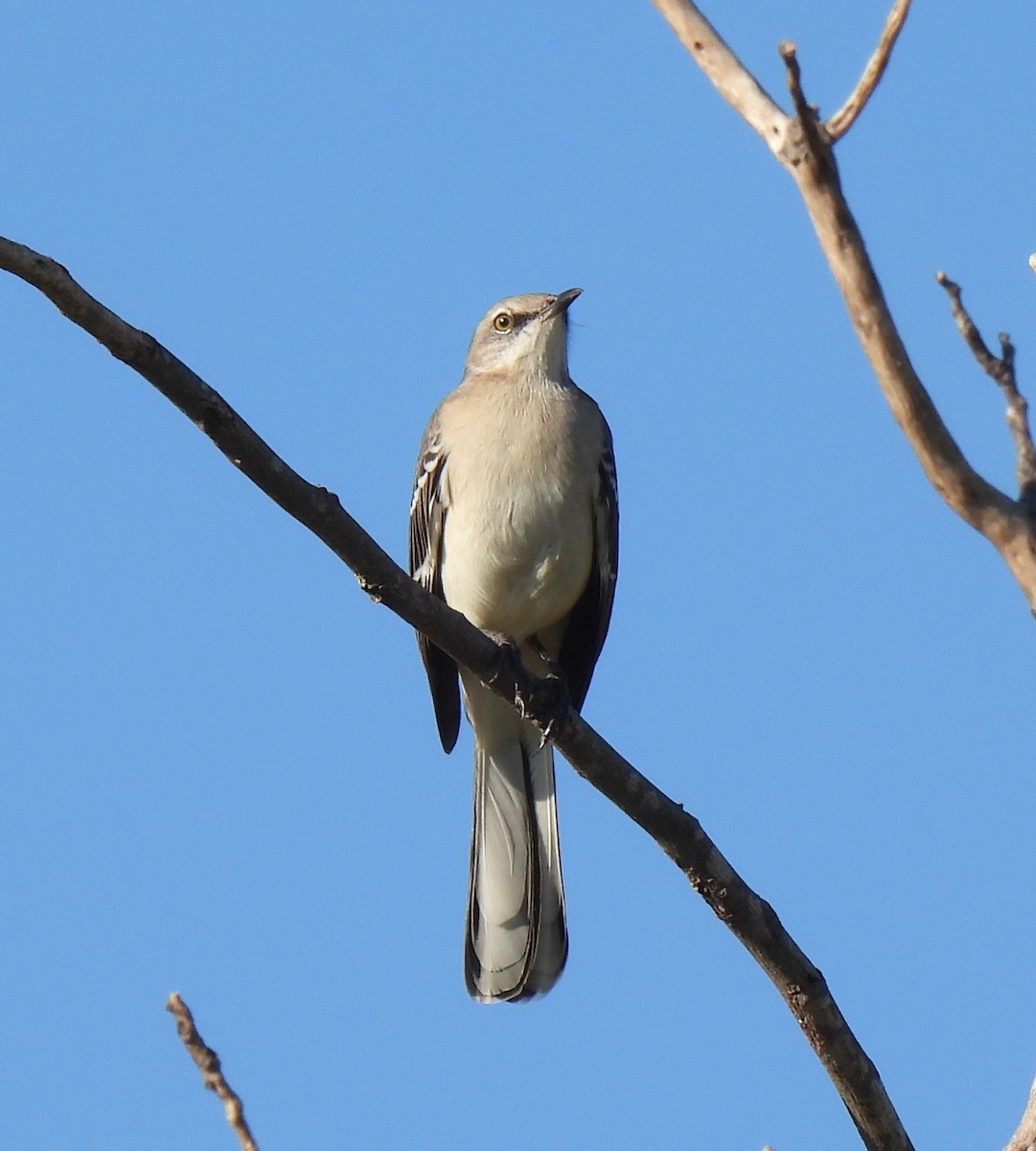 Northern Mockingbird - ML644878386