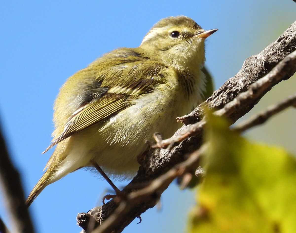 Yellow-browed Warbler - ML644878389