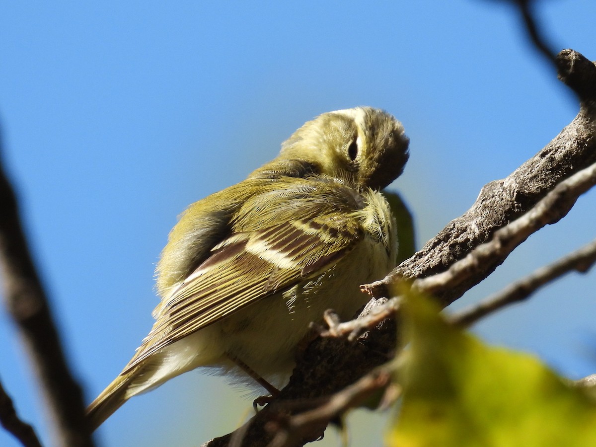 Yellow-browed Warbler - ML644878392
