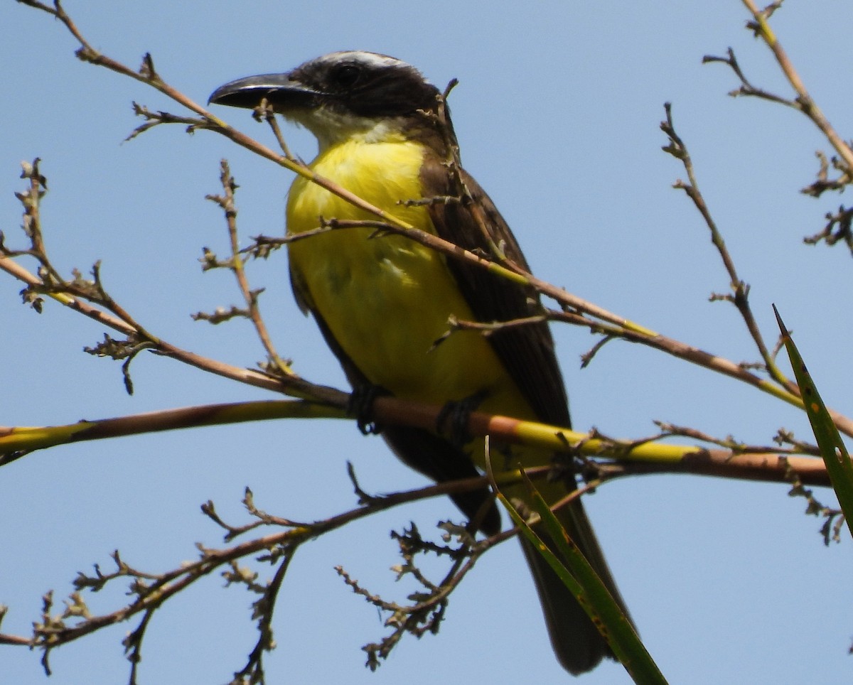 Пітанга-великодзьоб - ML644878395