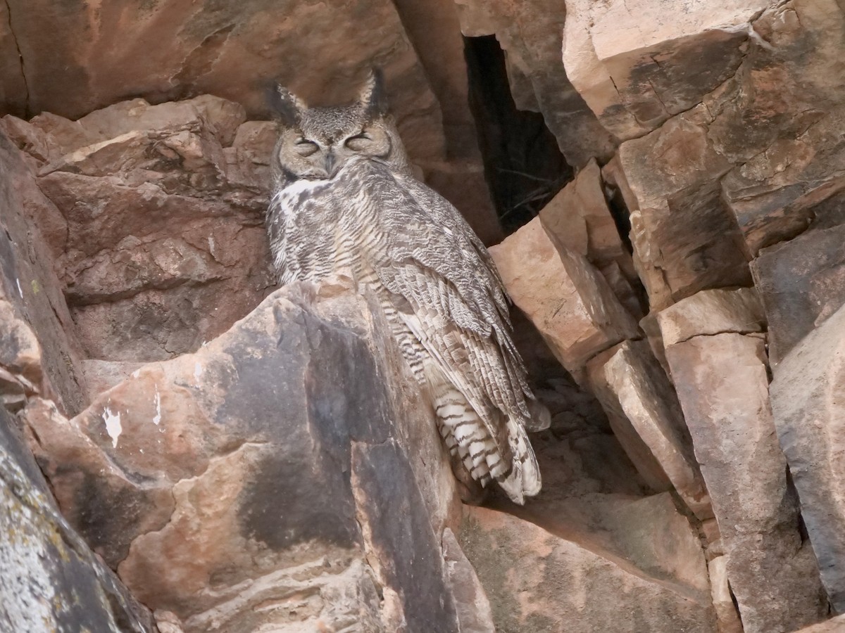 Great Horned Owl - ML644878417