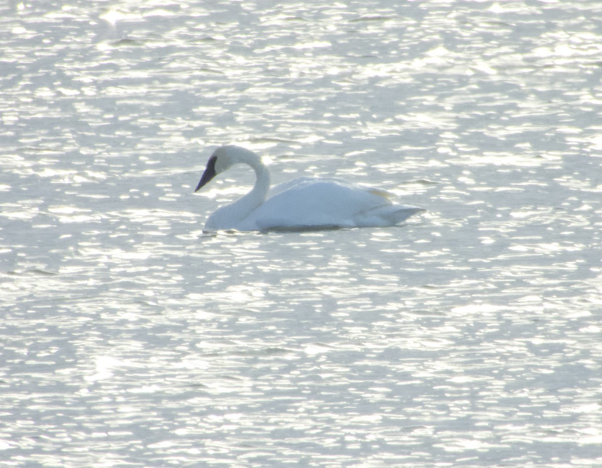 labuť trubač - ML644878421