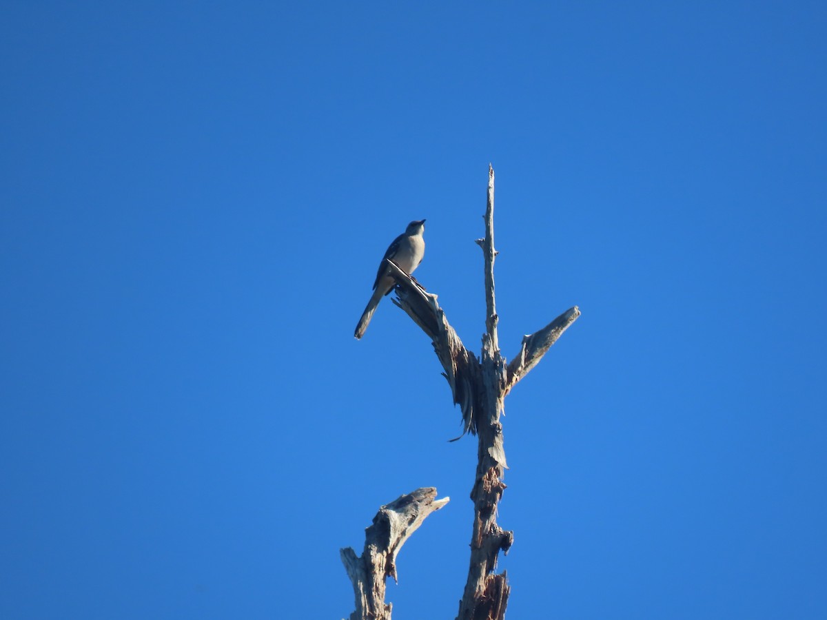 Northern Mockingbird - ML644878425