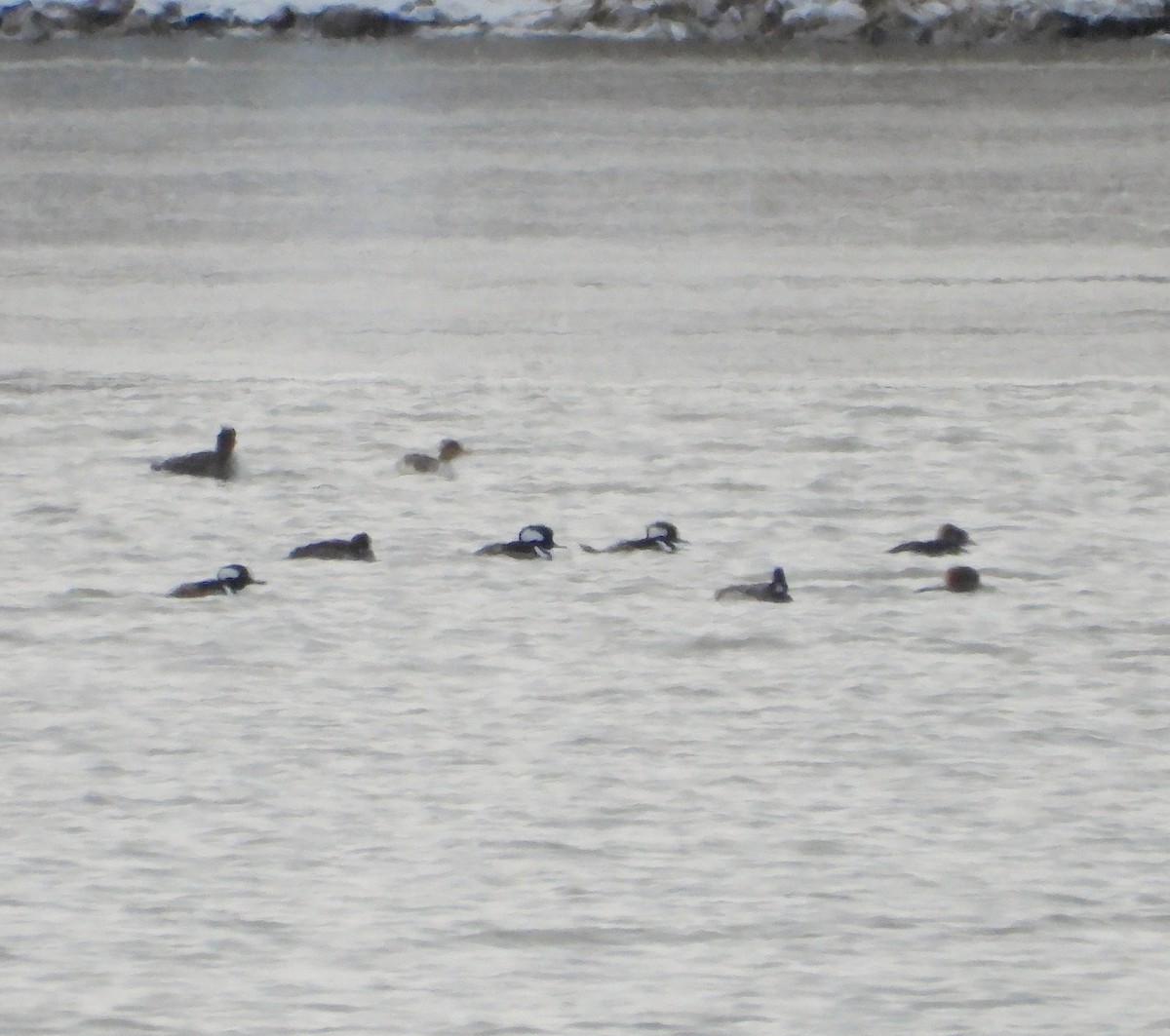 morčák chocholatý - ML644878450