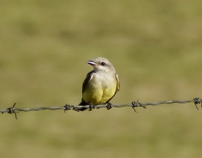 Западный тиранн - ML644878479