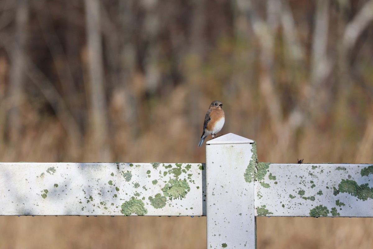 Eastern Bluebird - ML644878481