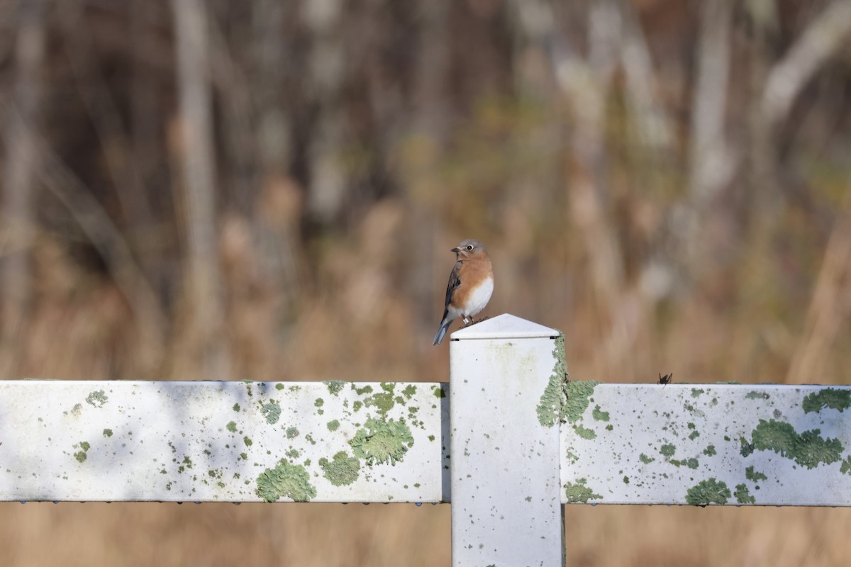 Eastern Bluebird - ML644878482