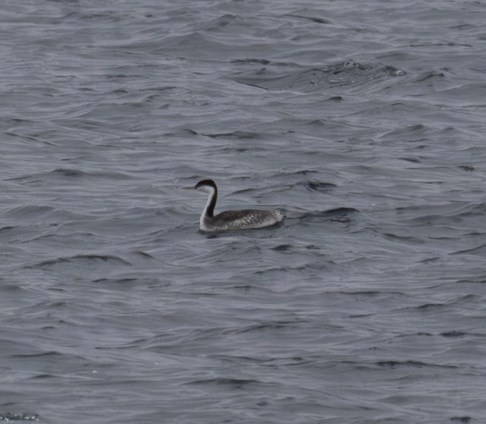 クビナガカイツブリ - ML644878498