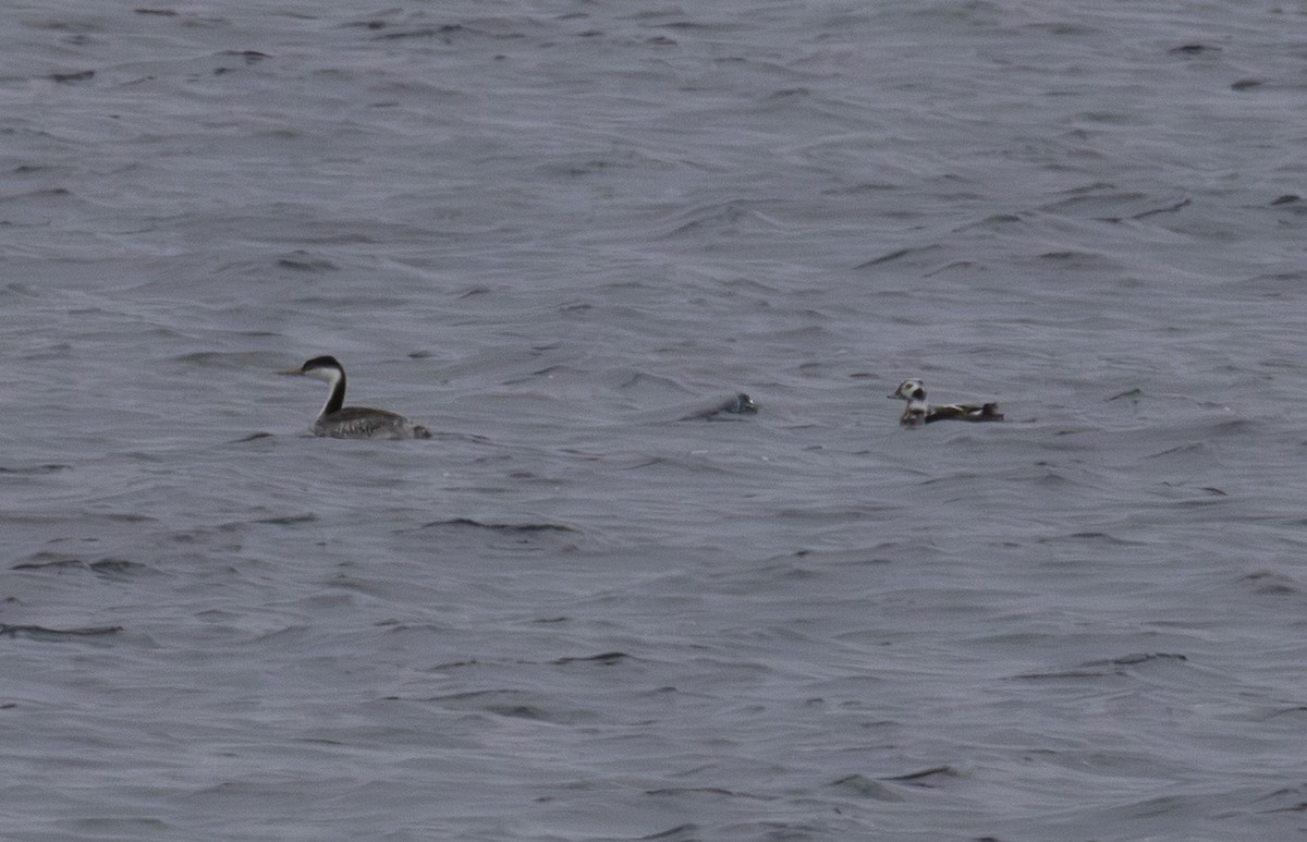 クビナガカイツブリ - ML644878499