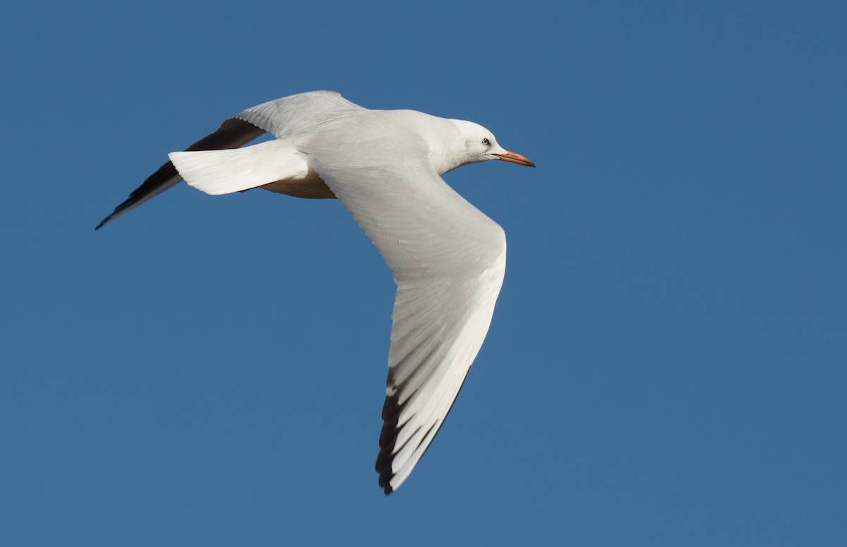 Slender-billed Gull - ML644878501