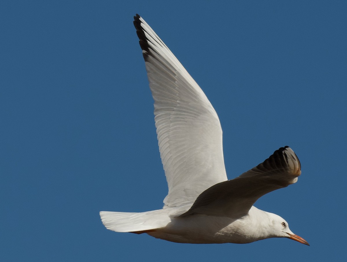 Slender-billed Gull - ML644878502