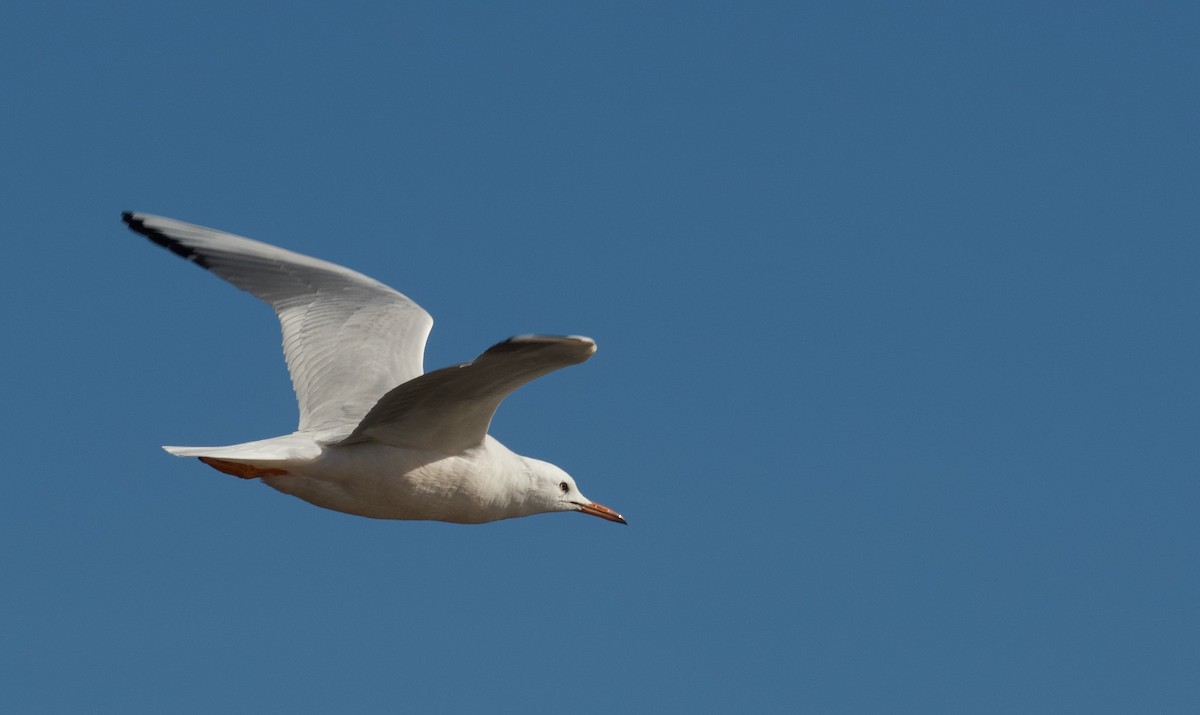 Slender-billed Gull - ML644878503