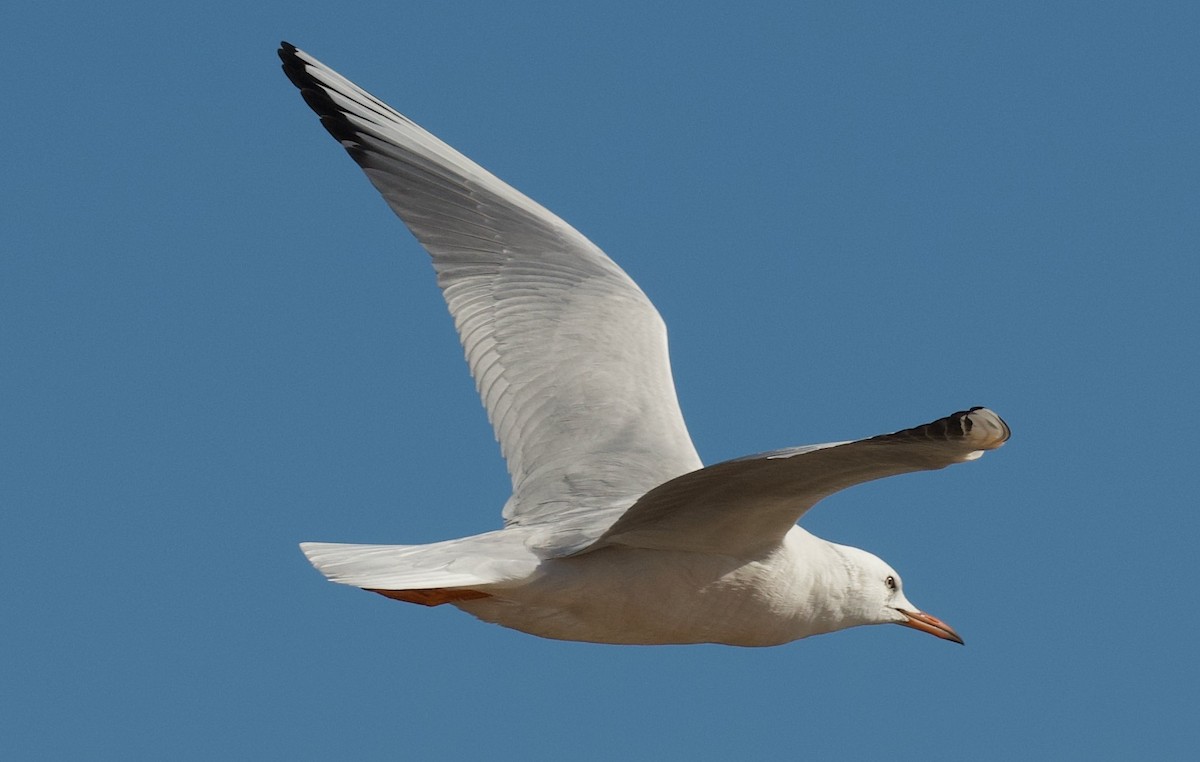 Slender-billed Gull - ML644878504