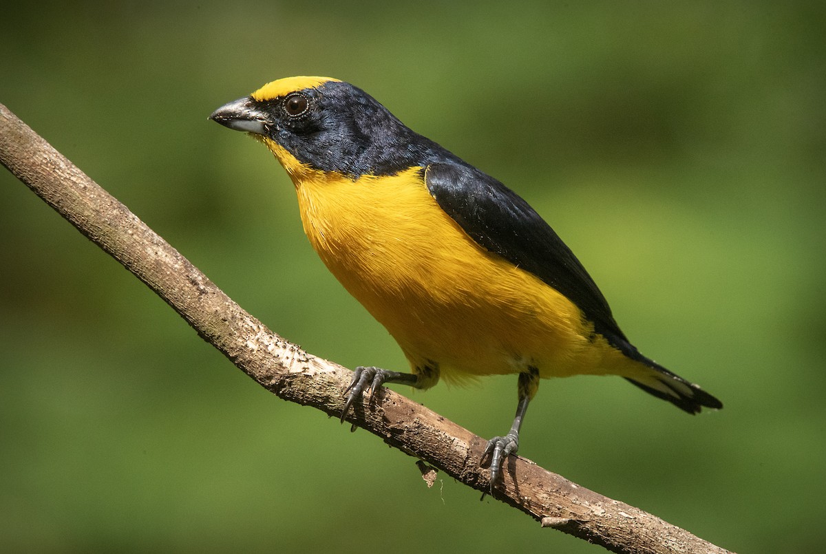 Thick-billed Euphonia - ML644878516