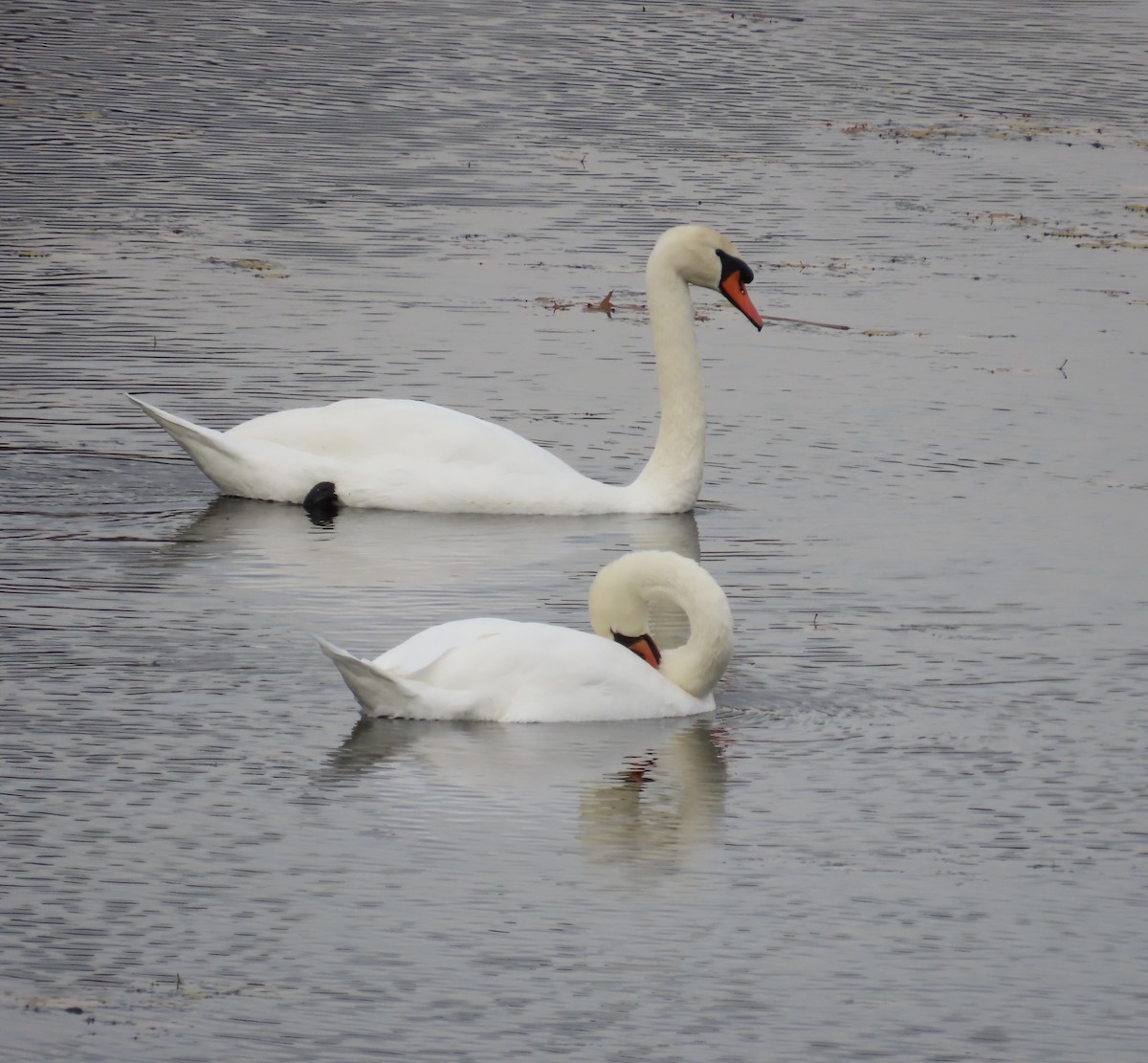 labuť velká - ML644878532