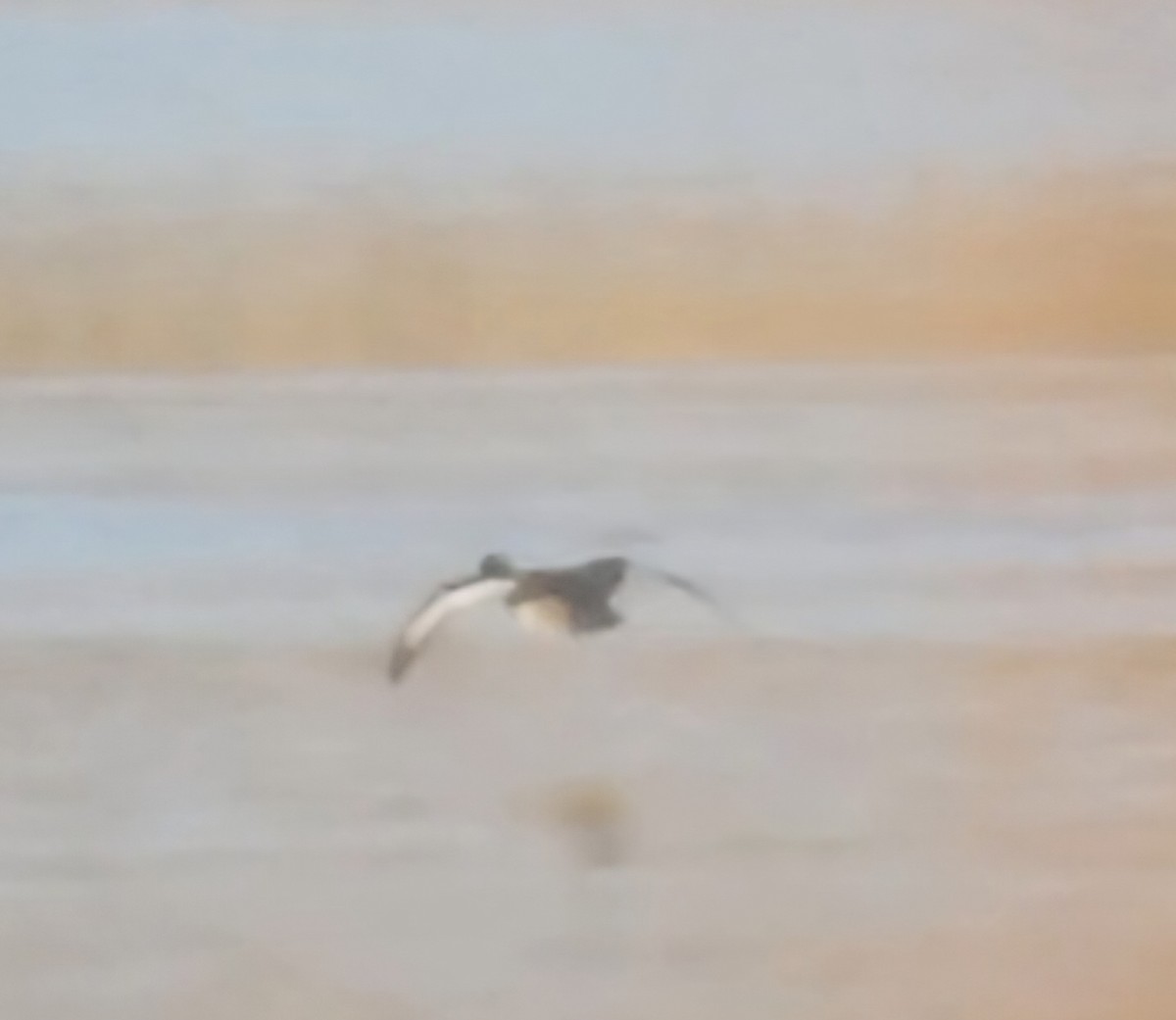 Bergente - ML644878535