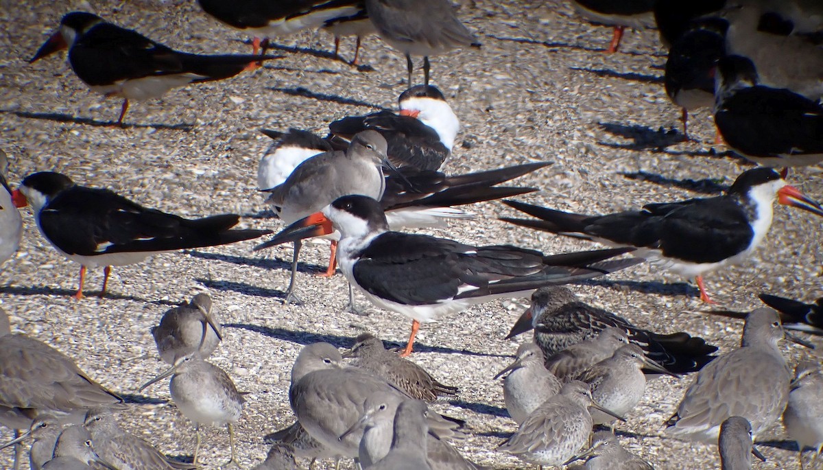 Black Skimmer - ML644878540