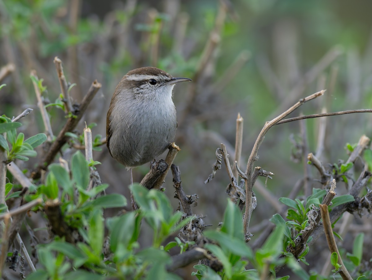 Troglodyte de Bewick - ML644878552