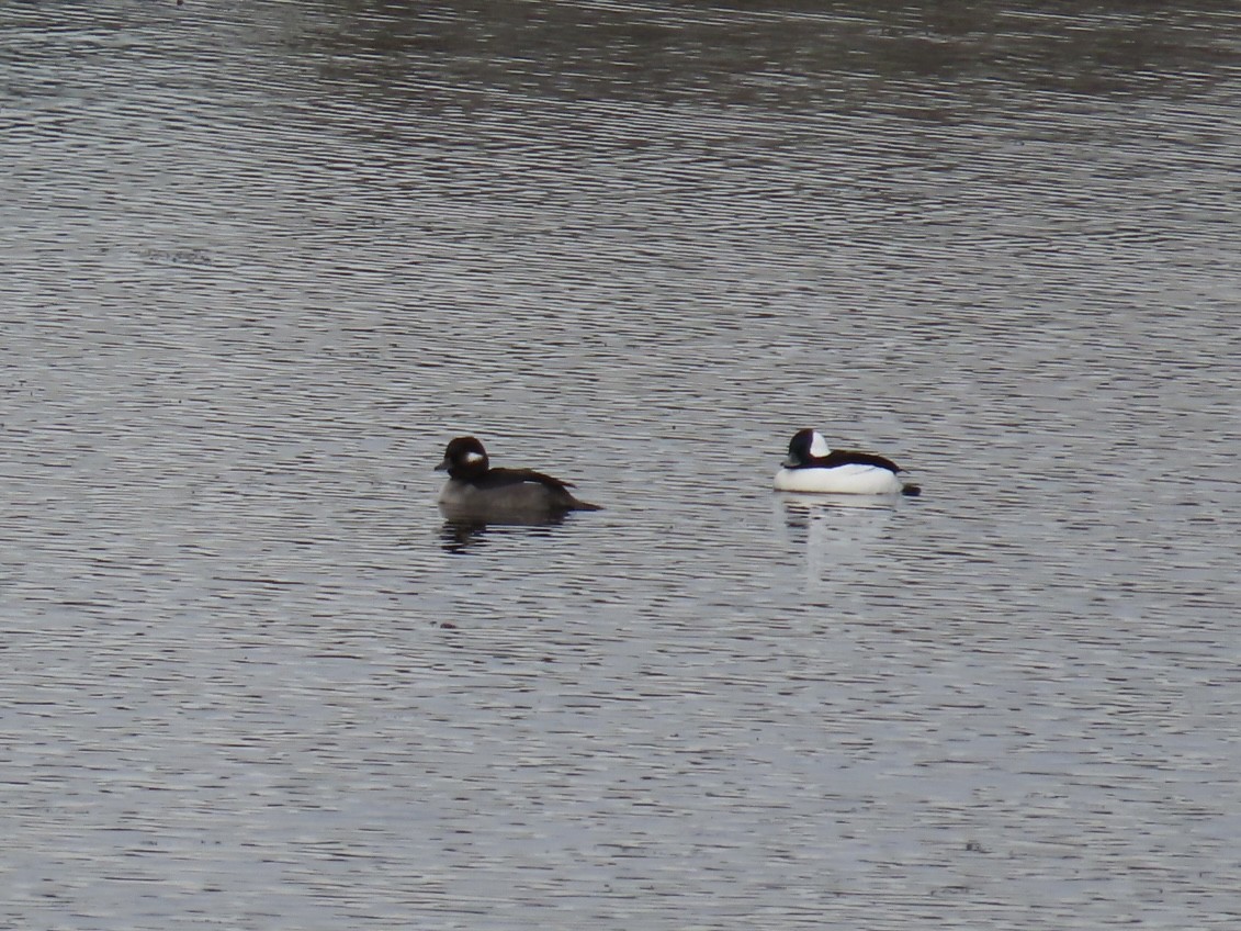 hohol bělavý - ML644878554