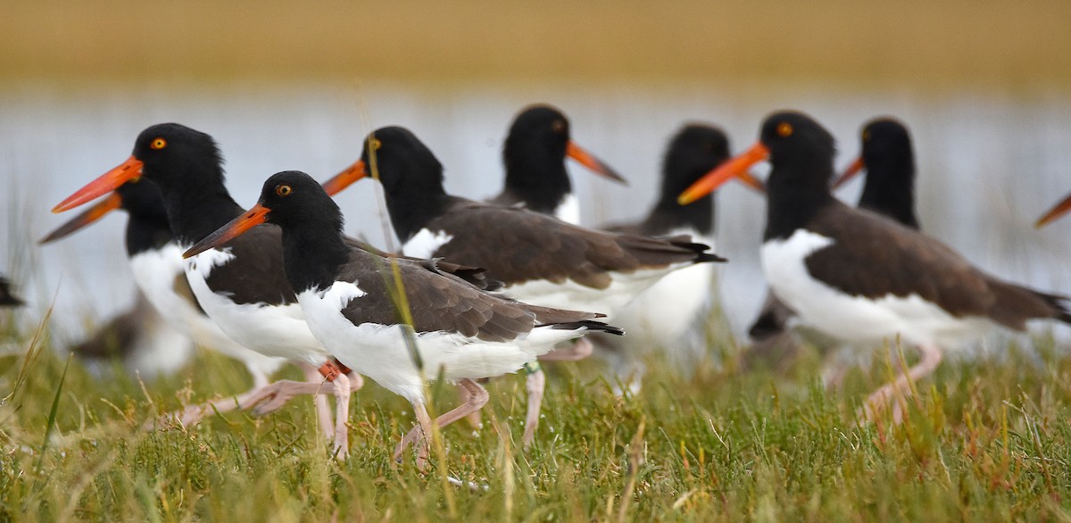 American Oystercatcher - ML644878555