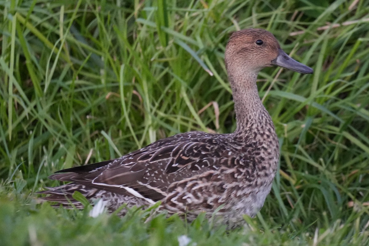 Northern Pintail - ML644878556