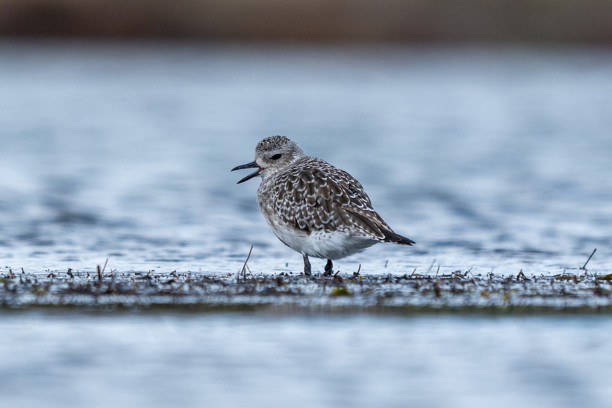 Black-bellied Plover - ML644878559