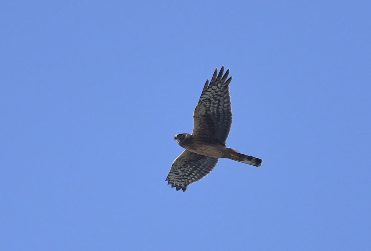 moták severoamerický - ML644878562