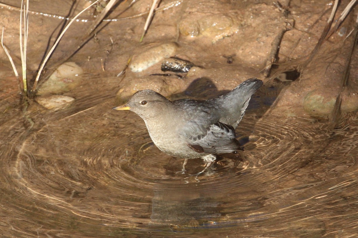 Ur-zozo iparramerikarra - ML644878580