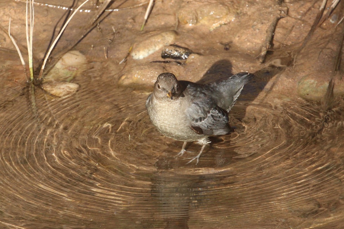 Ur-zozo iparramerikarra - ML644878581