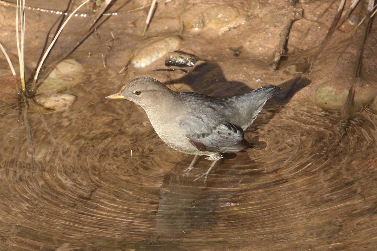 Ur-zozo iparramerikarra - ML644878582