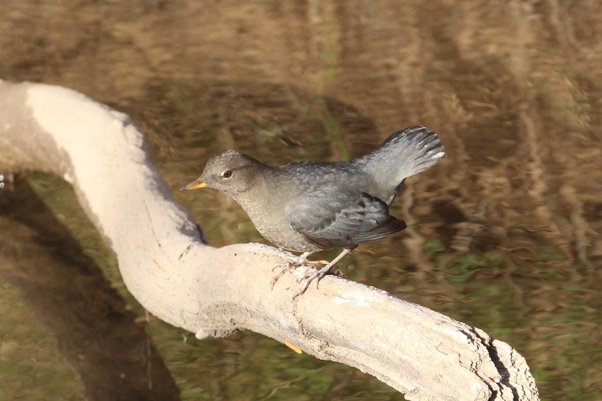 Ur-zozo iparramerikarra - ML644878583