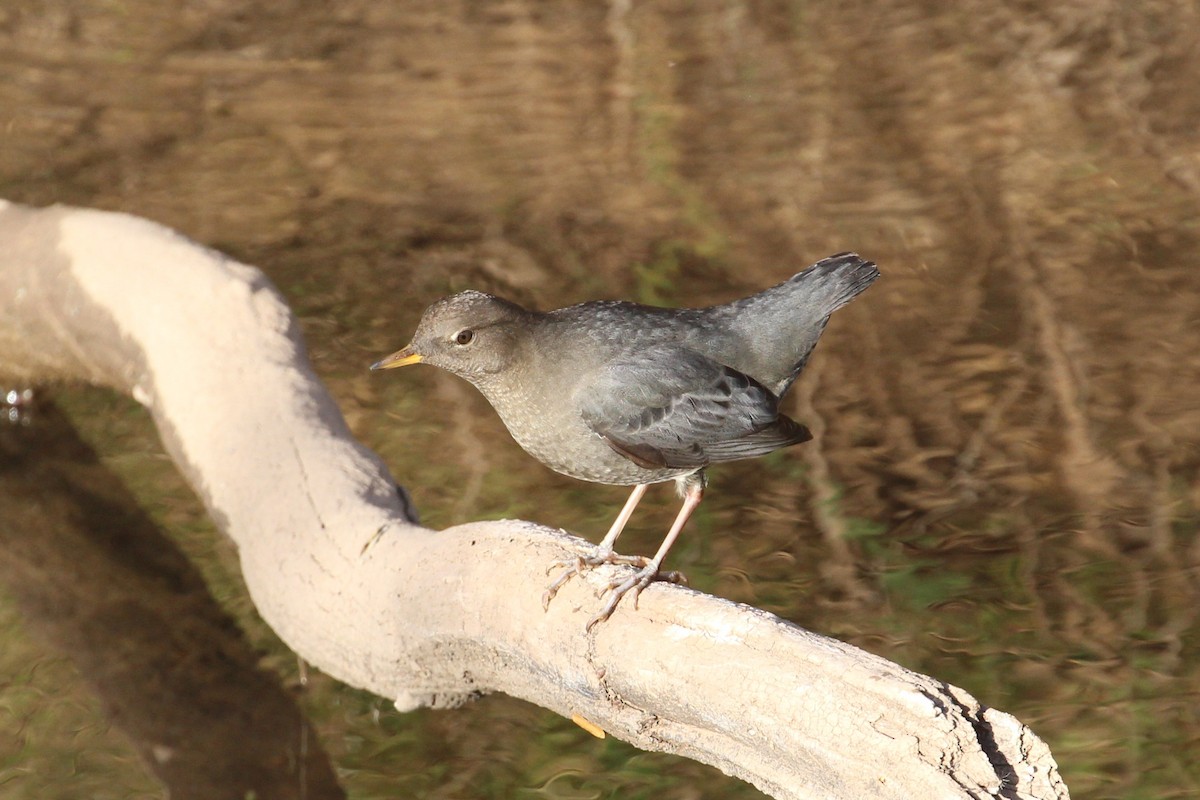 Ur-zozo iparramerikarra - ML644878584