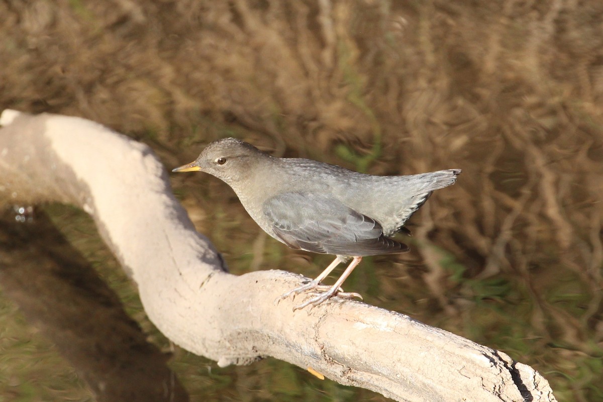 Ur-zozo iparramerikarra - ML644878585