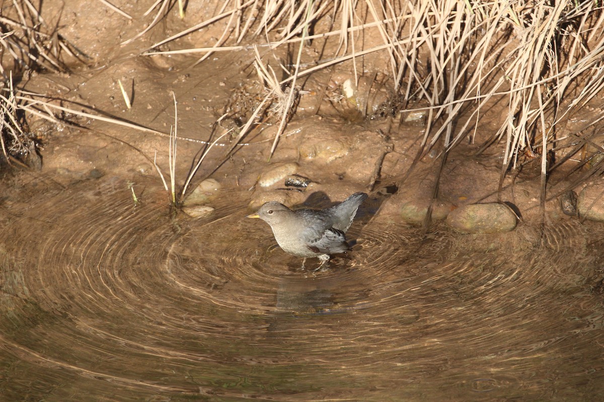 Cincle d'Amérique - ML644878586