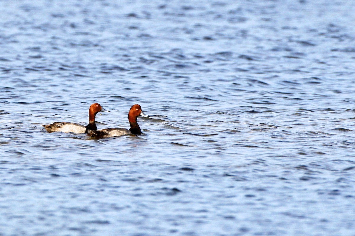 Fuligule à tête rouge - ML644878589