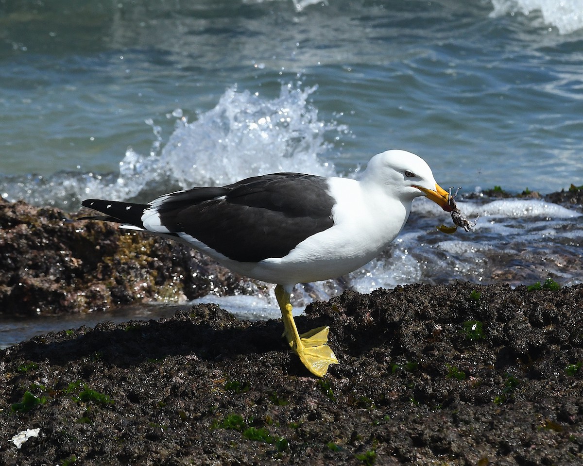 Goéland dominicain - ML644878590