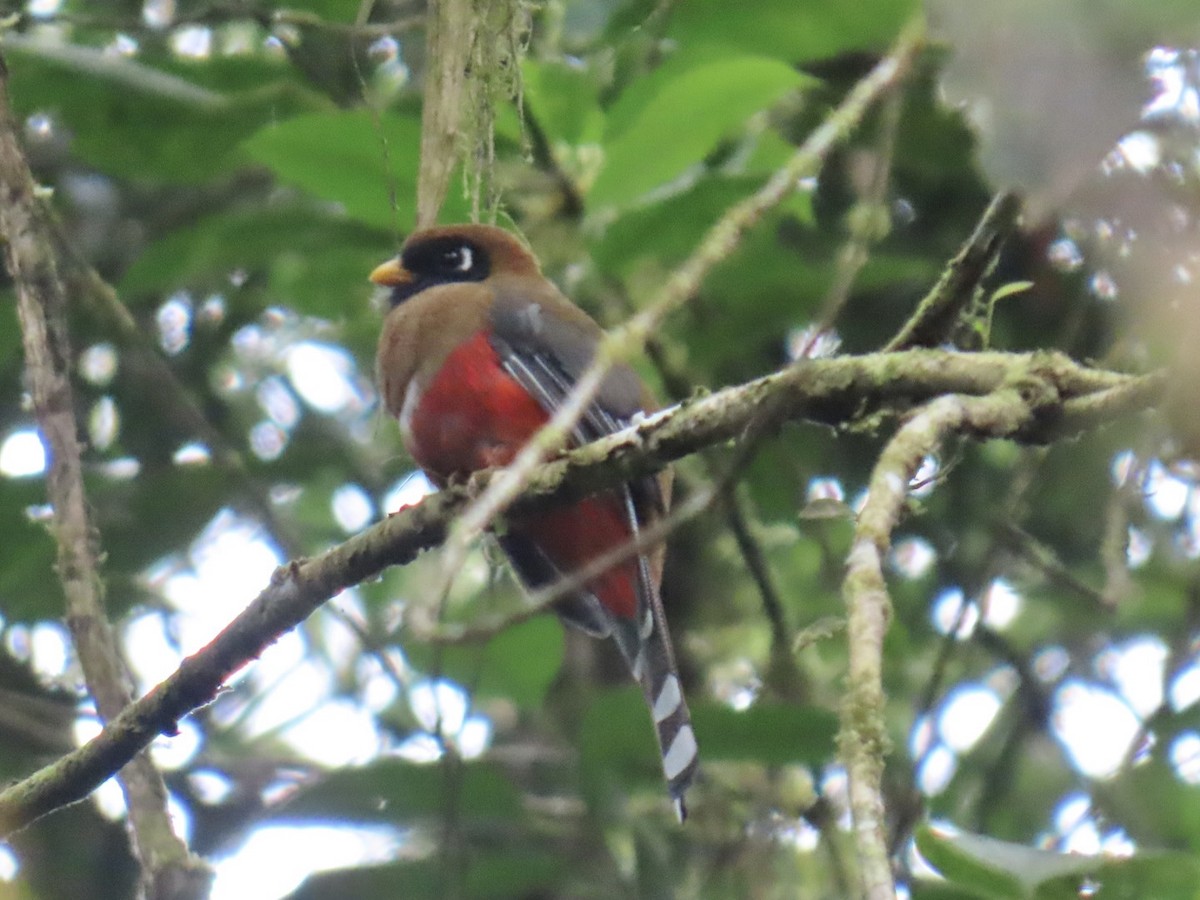 Trogon masqué - ML644878595