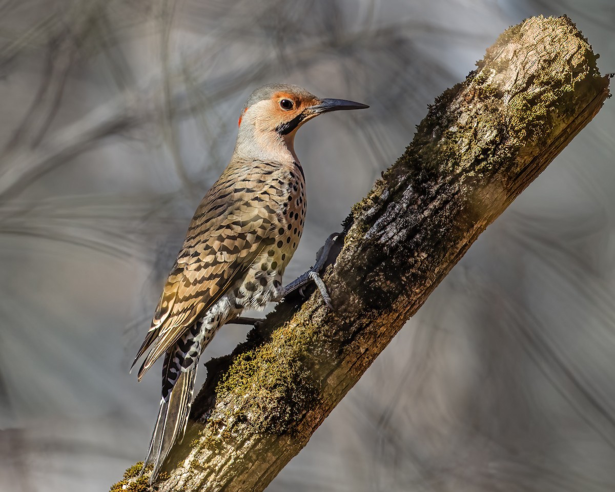 Pic flamboyant - ML644878596