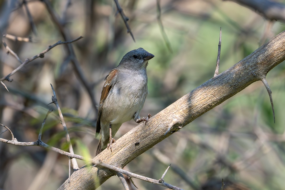 Moineau sud-africain - ML644878598