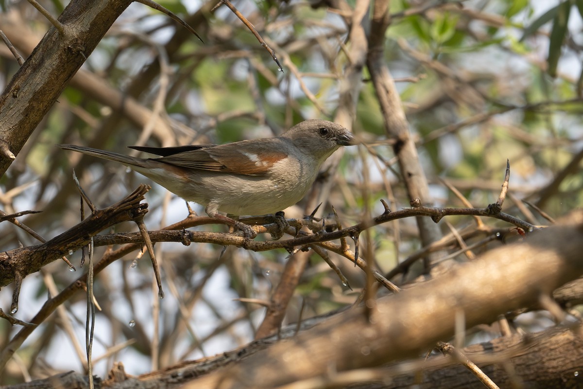 Moineau sud-africain - ML644878599