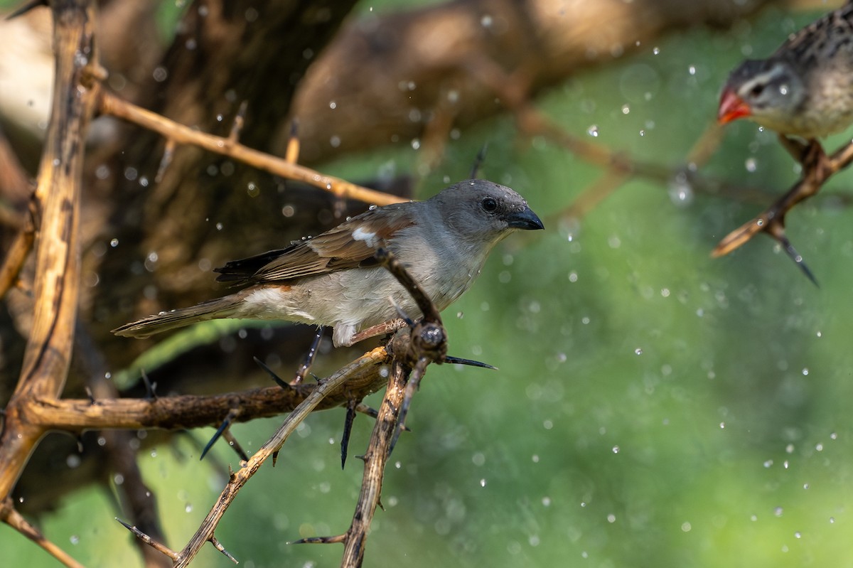 Moineau sud-africain - ML644878600