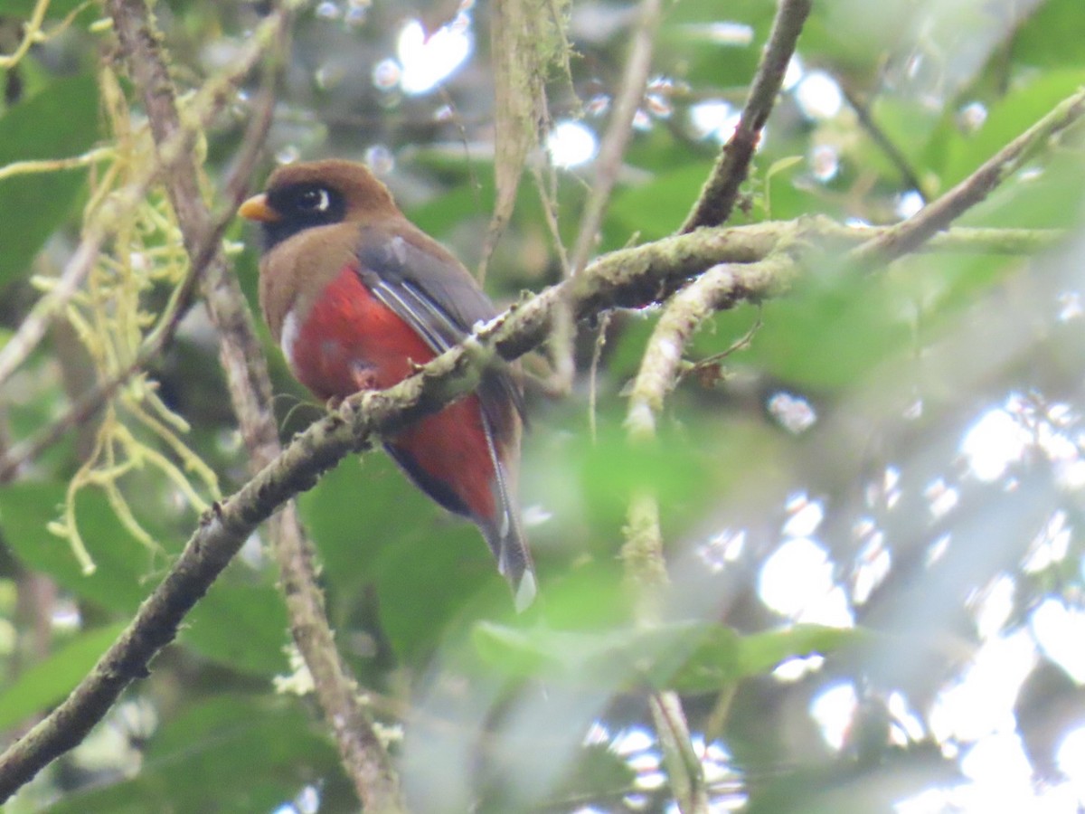 Trogon masqué - ML644878601