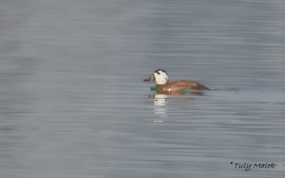 Érismature à tête blanche - ML644878602