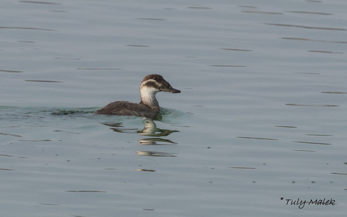 Érismature à tête blanche - ML644878603