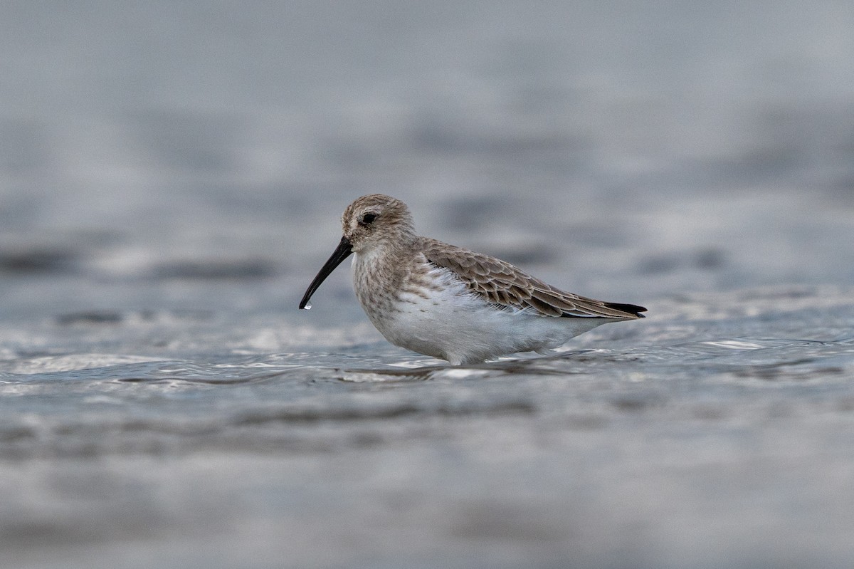 Bécasseau variable - ML644878604