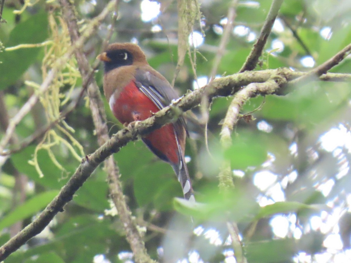 Trogon masqué - ML644878605
