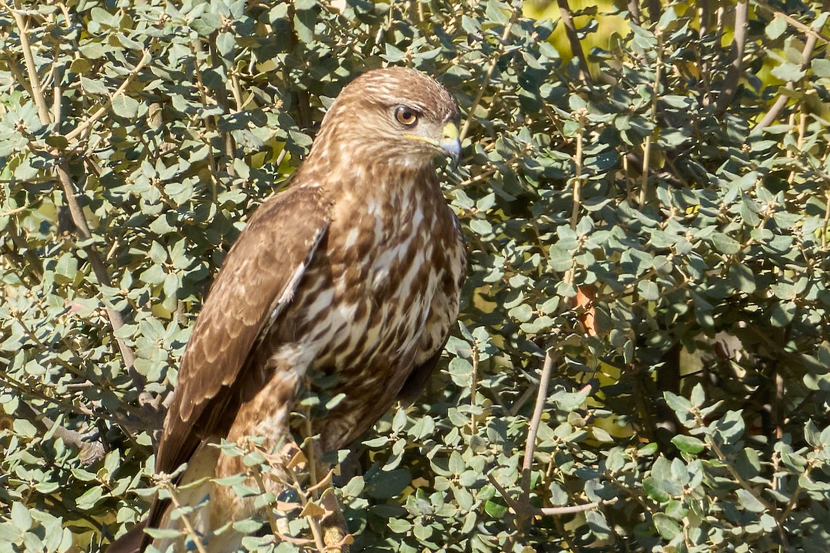 Buse variable - ML644878606